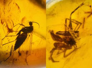C427 - Spider,  Diptera In Fossil Burmite Insect Amber Cretaceous Dinosaur Period