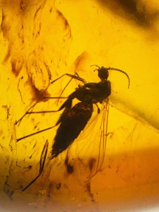 C427 - Spider,  Diptera in Fossil Burmite Insect Amber Cretaceous Dinosaur Period 2