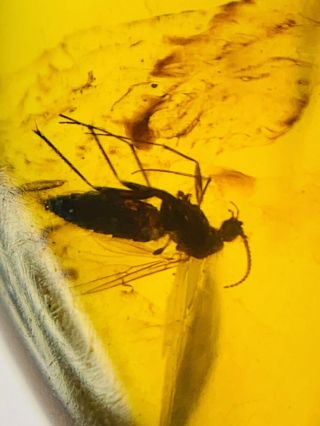 C427 - Spider,  Diptera in Fossil Burmite Insect Amber Cretaceous Dinosaur Period 3