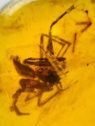C427 - Spider,  Diptera in Fossil Burmite Insect Amber Cretaceous Dinosaur Period 4
