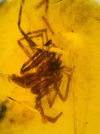 C427 - Spider,  Diptera in Fossil Burmite Insect Amber Cretaceous Dinosaur Period 5