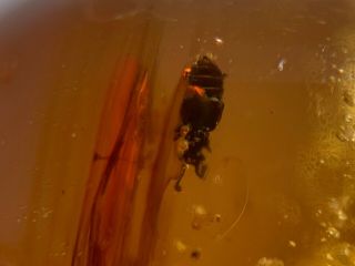 Rare Staphylinoidea Rove Beetle Burmite Myanmar Amber Insect Fossil Dinosaur Age