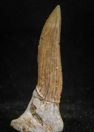 05114 - Top Rare 1.  29 Inch Sclerorhynchus Tooth Late Cretaceous