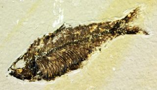 Fossil Fish From Wyoming • 3.  5 Inches Long • 1901n