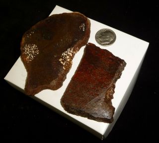Dino: 2 Faced Fossilized Dinosaur Bone Slabs - 90 g - Lapidary Rough or Display 2