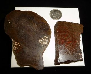Dino: 2 Faced Fossilized Dinosaur Bone Slabs - 90 g - Lapidary Rough or Display 3