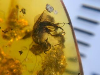 Uncommon Wasp&unknown Bug Burmite Myanmar Burma Amber Insect Fossil Dinosaur Age