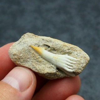 31mm Fossil Fish Onchosaurus Maroccanus Sawfish Rostral Fossil Tooth Fossilien
