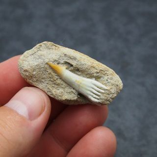 31mm Fossil Fish Onchosaurus maroccanus SAWFISH Rostral Fossil Tooth Fossilien 2