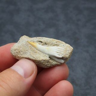 31mm Fossil Fish Onchosaurus maroccanus SAWFISH Rostral Fossil Tooth Fossilien 5