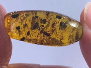 Unique Wasp&diptera Flies Burmite Myanmar Burma Amber Insect Fossil Dinosaur Age