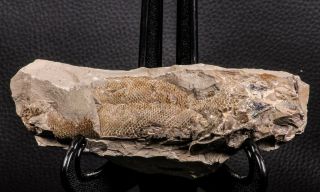 06933 - Top Rare 5.  92 Inch Goulmimicthys Sp.  3d Fossil Fish In Nodule Cretaceous