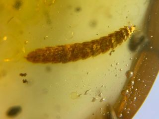 3 Unique Millipede&stinkbug Burmite Myanmar Amber Insect Fossil Dinosaur Age