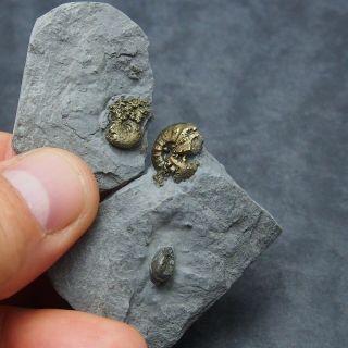2x Amaltheus Bivalve Ammonite Fossil Natural Pyrite Jurassic Pliensbach