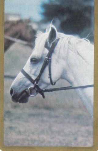 Vintage Newsagency Swap Card - 1 Single - Horses - 4