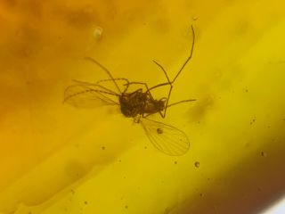 Uncommon Diptera Mosquito Burmite Myanmar Burma Amber Insect Fossil Dinosaur Age
