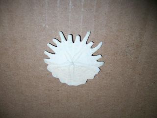 Echinoid Sea Urchin Fossil 1 7/8 " X 1 3/4 " X 5/16 "