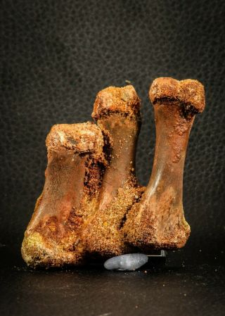 07567 - Top Rare 2.  69 Inch Crocodile 3 Associated Metacarpal Bones Cretaceous