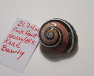 Polymita Spectacular Shell 21.  74 Mm Rare Unique Beauty/roselimbata
