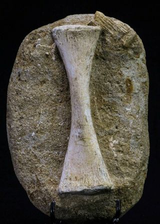 20497 - Finest Grade Unidentified Mosasaur Phalanx Paddle Bone In Matrix