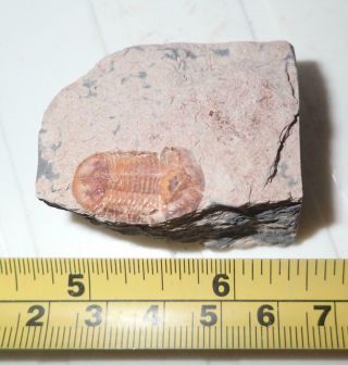 Fossil Brownish Trilobite Ductina Vietnamica 20x12 Mm 49.  6 Gram