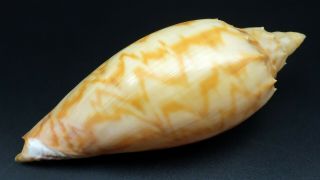 Unbanded Form: Voluta Amoria Jansae F,  /f,  129.  1 Mm Seashell Australia Ig