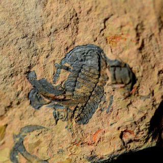 Fossils Trilobite Haniwa Longa,  Interest,  Cool B4