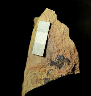 Fossils Trilobite Haniwa longa,  Interest,  cool b4 2