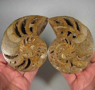 4.  4 " Split Nautilus Polished Fossil Shell Pair - Madagascar - 1.  4 Lbs.