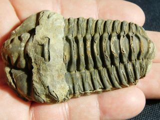 A Big Natural Flexicalymene Sp.  Trilobite Fossil Found In Morocco 87.  8gr E