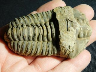 A Big Natural Flexicalymene sp.  Trilobite Fossil Found in Morocco 87.  8gr e 2