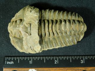 A Big Natural Flexicalymene sp.  Trilobite Fossil Found in Morocco 87.  8gr e 3