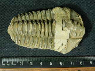 A Big Natural Flexicalymene sp.  Trilobite Fossil Found in Morocco 87.  8gr e 4