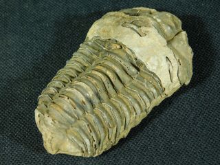 A Big Natural Flexicalymene sp.  Trilobite Fossil Found in Morocco 87.  8gr e 5