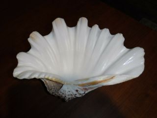 Tridacna Gigas Giant Clam Shell Seashell Aquaria Hippopus Porcellanus L@@k