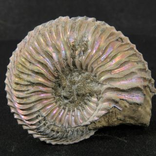 1.  7in (4.  3cm) Nacre Pyrite Ammonite Cardioceras Jurassic Oxfordian Russian Fossil
