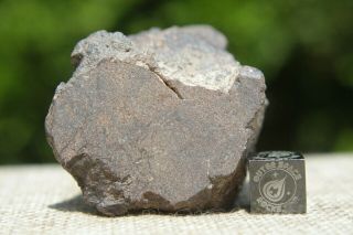 Al Haggounia 001 El3 Fossil Meteorite 54.  4 Grams Enstatite Low Metal Chondrite