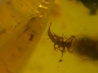 Strange Unknown Bug Burmite Myanmar Burmese Amber Insect Fossil Dinosaur Age