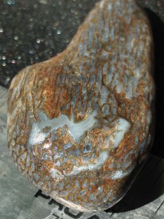 Gem Bone Blue Whale Bone Agatized Fossil Cut Display Rock Lapidary Cabbing