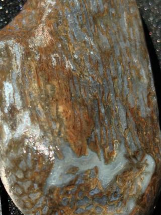 Gem Bone Blue Whale Bone Agatized Fossil Cut Display Rock Lapidary Cabbing 4