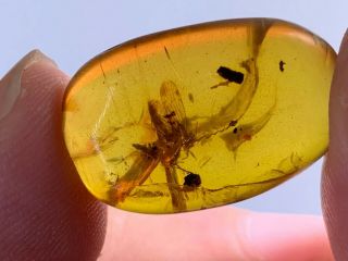 1.  46g Unique Cicada Burmite Myanmar Burmese Amber Insect Fossil Dinosaur Age