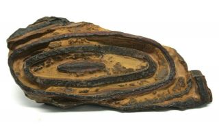 Precambrian Stromatolite Fossil 2.  2 " X 4.  9 " Freestanding Specimen Morocco