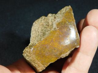 A Polished Jurassic Dinosaur Gem Bone Fossil With Orange Cells Utah 241gr E