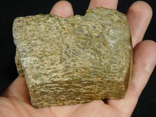 A Polished Jurassic Dinosaur Gem Bone Fossil with Orange Cells Utah 241gr e 2