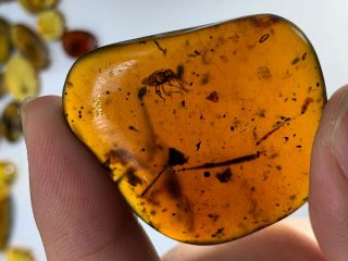 8.  64g Rough Stone Cicada Skin Burmite Myanmar Amber Insect Fossil Dinosaur Age