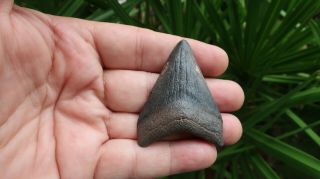 2 5/16 " Megalodon Fossil Shark Tooth Southwest Florida