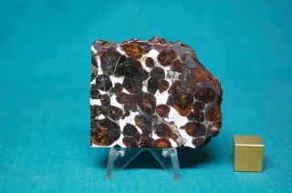 Sericho Pallasite Meteorite 38.  2 Grams