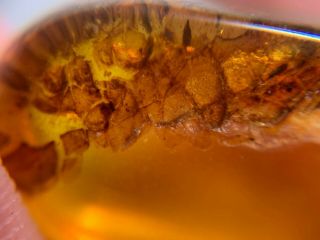 Unknown Items&fly Bug Burmite Myanmar Burmese Amber Insect Fossil Dinosaur Age