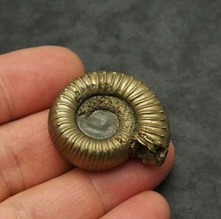 38mm Catacoeloceras Pyrite Mineral Fossil Fossilien Ammoniten France