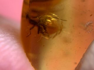 Movable Water Bubble&wasp Burmite Myanmar Burma Amber Insect Fossil Dinosaur Age